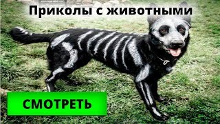 Приколы с животными, котики, собачки и экзотические животные Для детей от 3 лет Приколы с животными, котики, собачки и экзотические животные Для детей от 3 лет