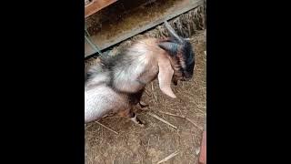 proses cara kambing kawin secara alami