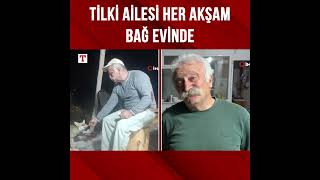Tilki Ailesi Her Akşam Yemek İçin Bağ Evine Geliyor