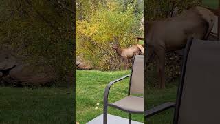 Elk Herd Grazing in Yard