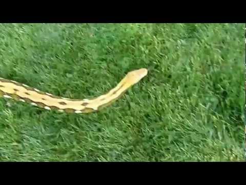 Tiger Reticulated Python