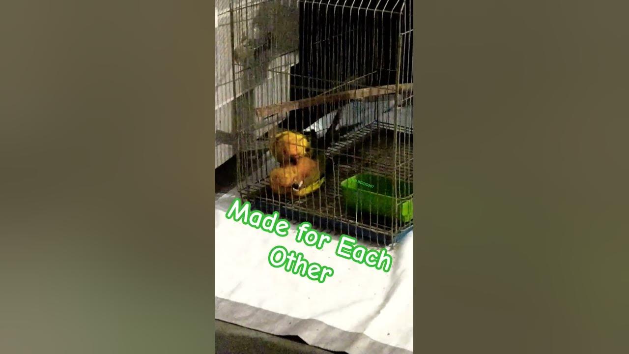 Damn Un Grrr #song #music #musica #trending #birds #parrot #shorts #youtubeshorts #viral