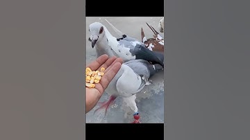 Big pigeon planted a guava tree on the railway track 😭 #ai​ #pigeon​ #tree​ #train​