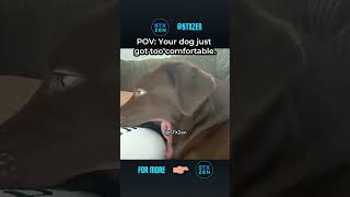 Pov Your Dog Just Got Way Too Comfortable