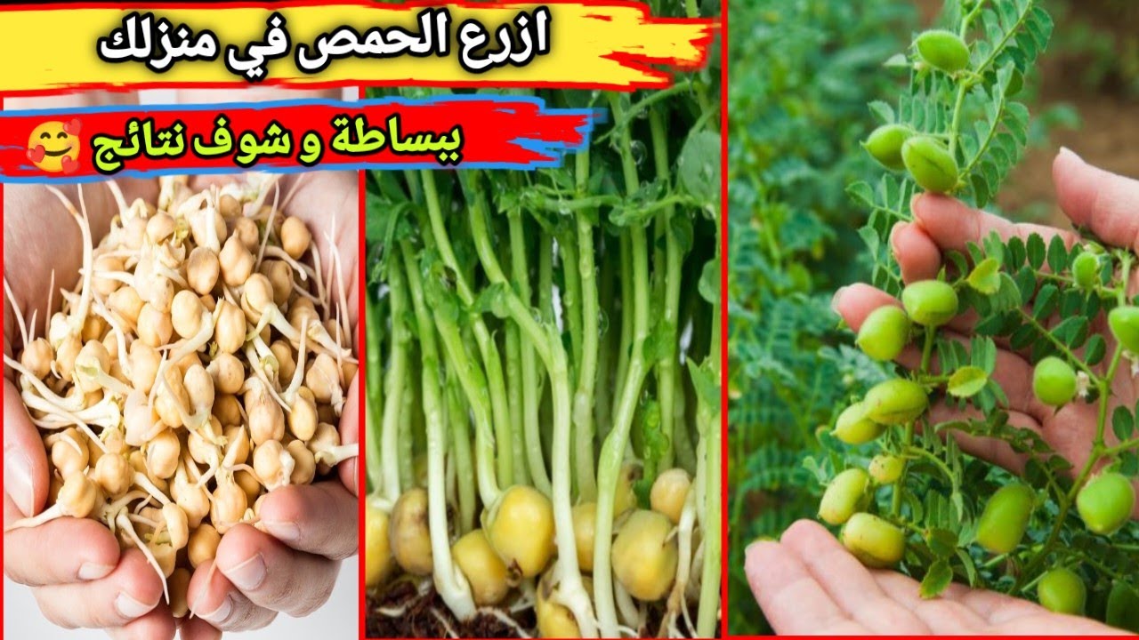 كيفية زراعة الحمص من الألف إلى الياء (دليل المبتدئين 2024)