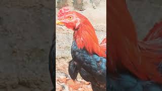 Aseel Transformation After | oldline breed