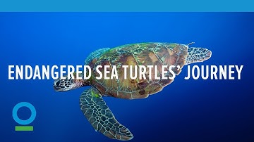 The Incredible Journey of Endangered Sea Turtles