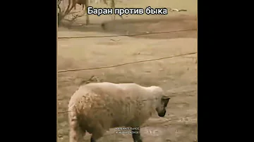 Баран против быка