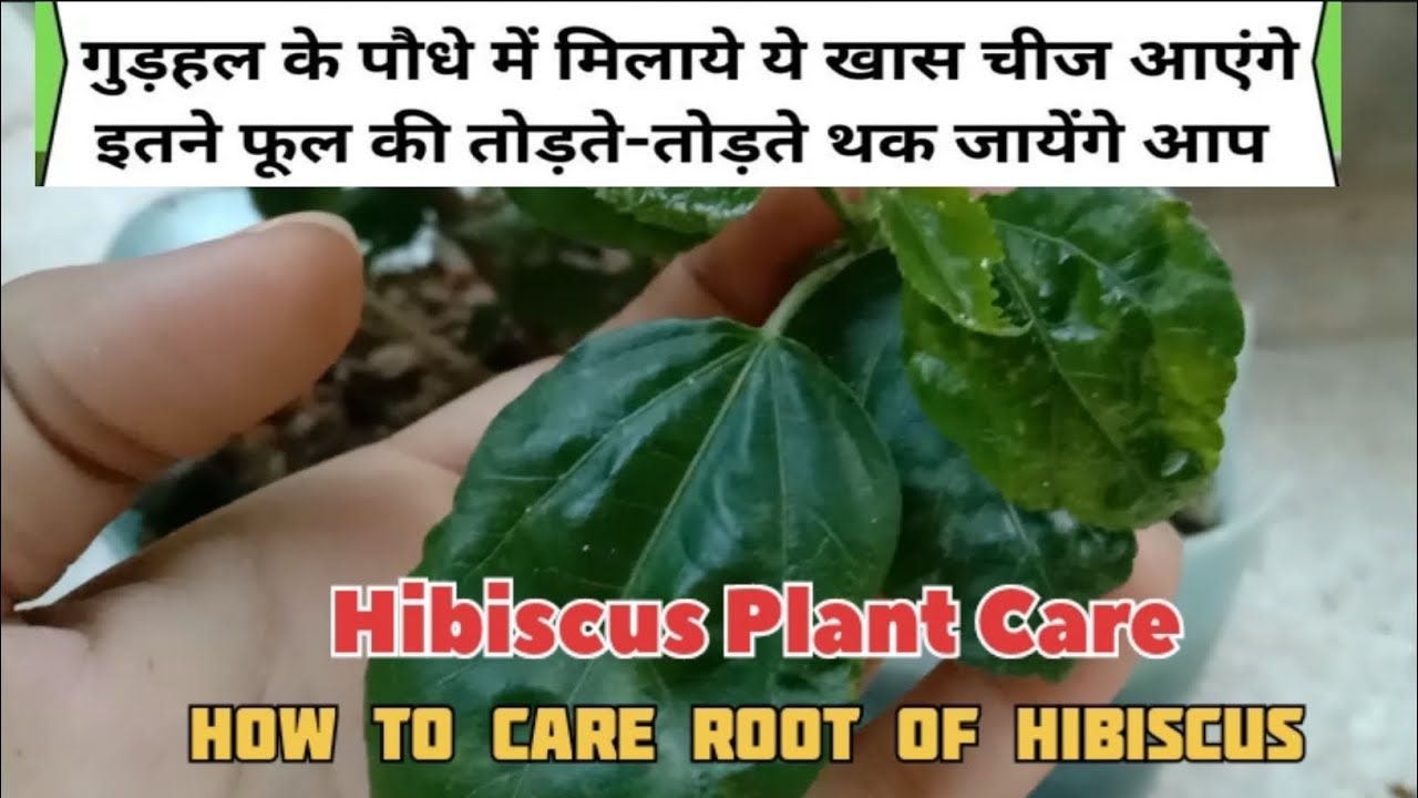 Hibiscus Plant Care||Hibiscus Root Care||Gudhal||Gudhal Ka Phool # ...