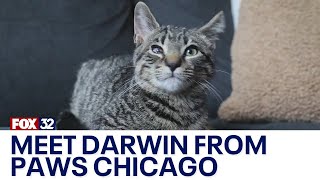 Meet Darwin, a kitten at PAWS Chicago, who will soon be ready for adoption