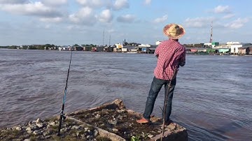 Sông Đầm Dơi hành trình săn cá ngát - Cách canh con nước để câu nhiều cá.✅