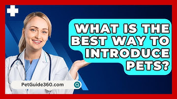 What Is The Best Way To Introduce Pets? - PetGuide360.com