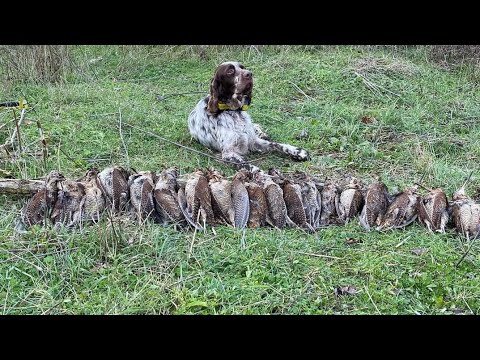 Caccia alla beccaccia 2020 - culluk avi 2020-2021- woodcock hunting with english setter