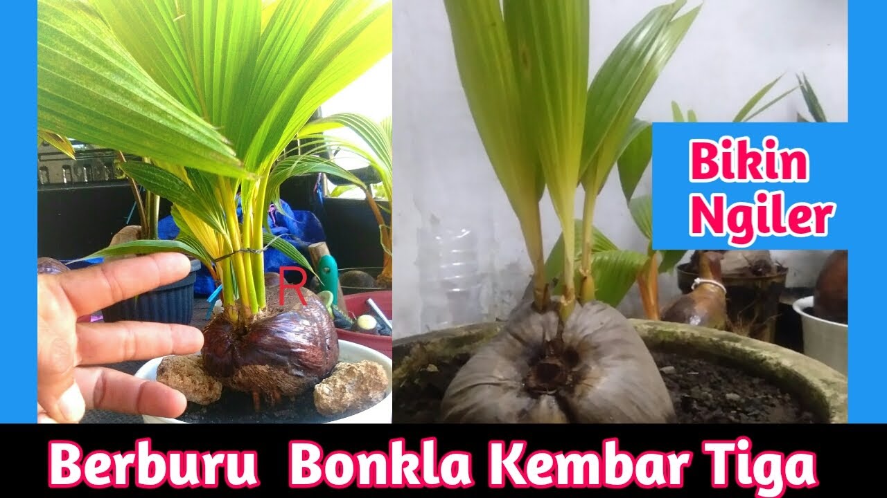 BERBURU KEMBAR  3 BONSAI KELAPA  GADING YouTube