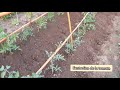 Comment jentretiens les plants de tomates en 5 tapes 