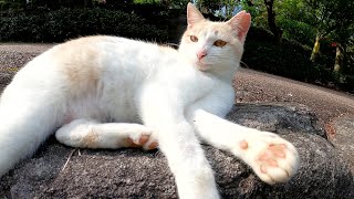 肉球をプニプニされて不機嫌になるミルクティー猫
