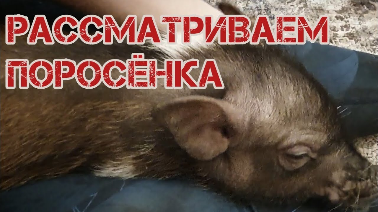 Поросёнок пришёл полежать на мне. Рассматриваем свинью