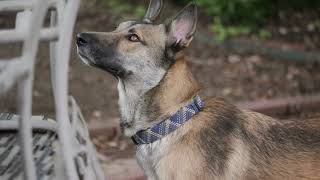 Panasonic Lumix GH7 First Videos
