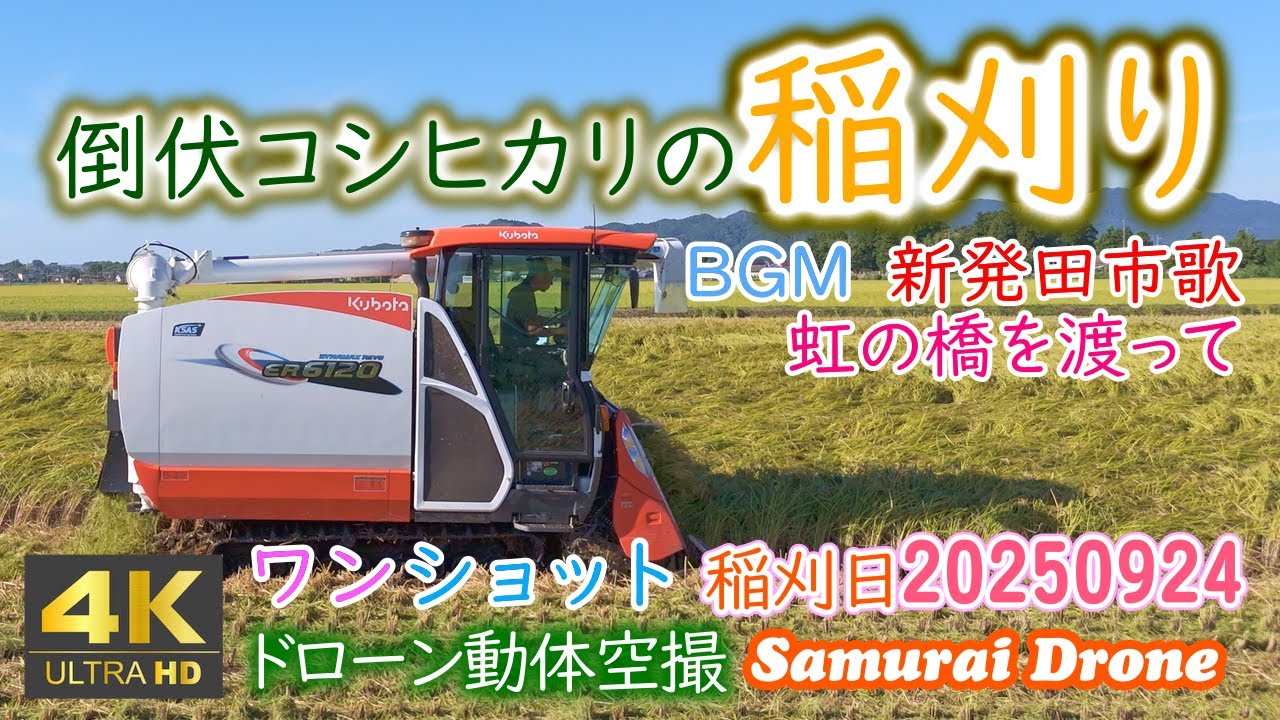 D*b様 チャレンジ Perfecting Lethalityドローン　米 Harvesting fallen Koshihikari rice in a Koshihikari rice field