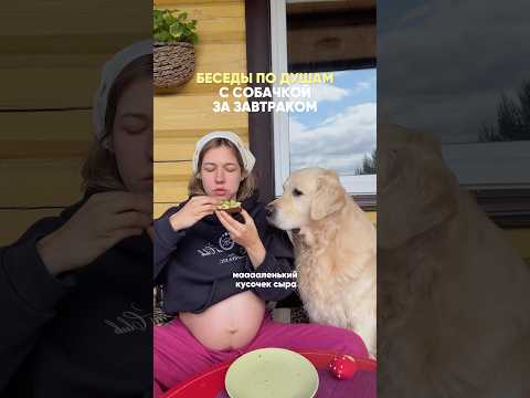 Добрыня Попрошайкин 🥹 #беременность #ребенок #семья #юмор #роды #собака #собачники #завтрак
