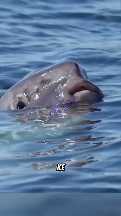 This silly-looking fish is called mola mola.