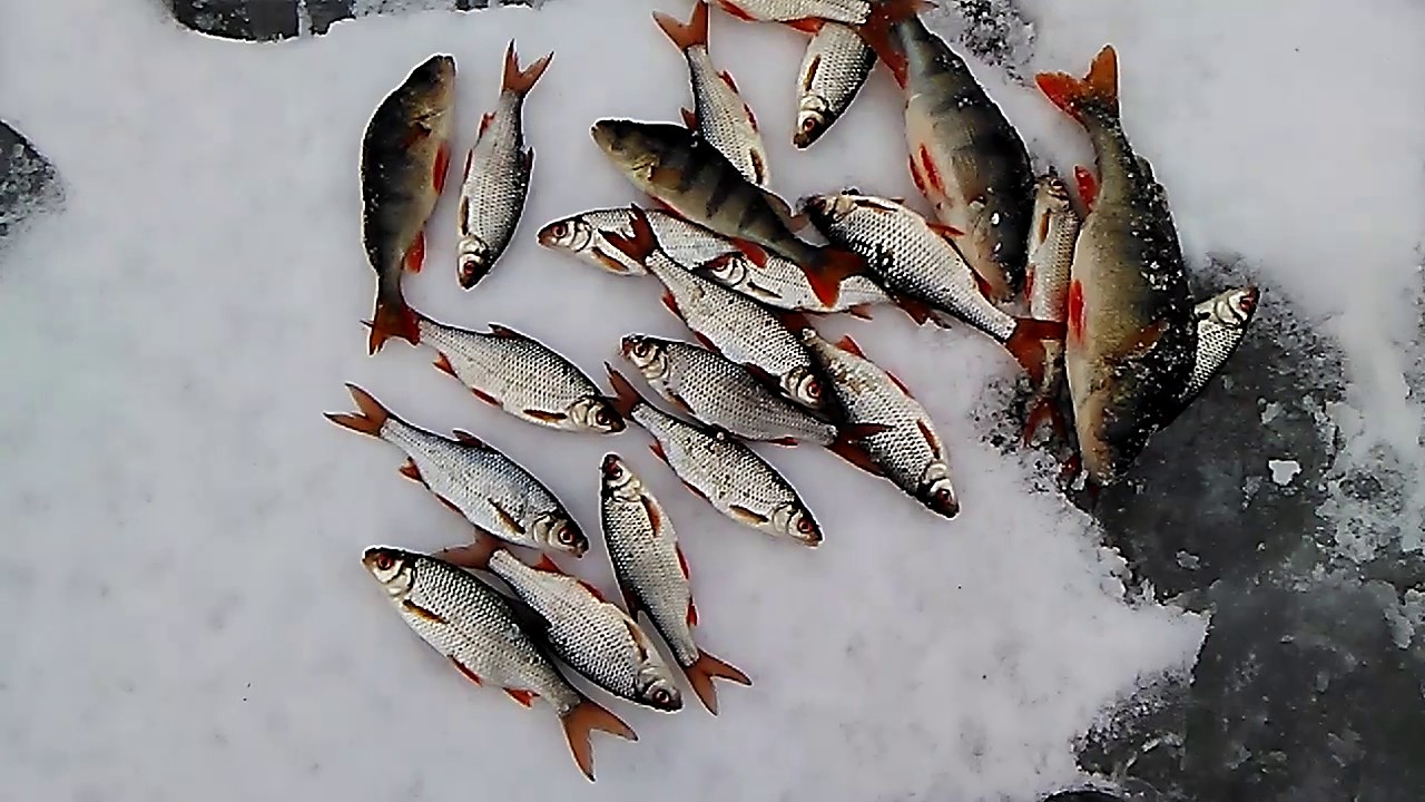 Рыбалка на гилевском водохранилище зимой