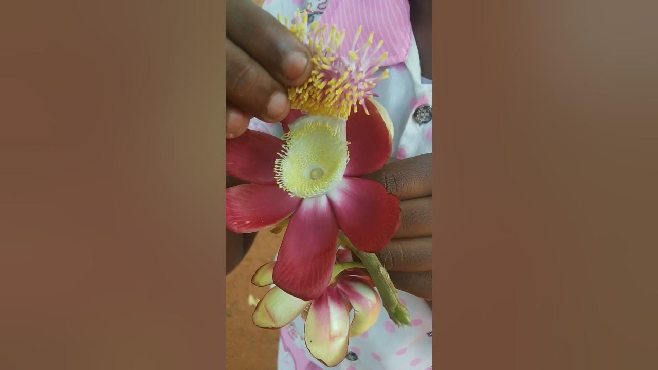 Sivalinga flower | Nagalinga flower|sivalinga flower with tree - YouTube