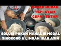 PAKAN MURAH, MODAL SINGKONG & IKAN ASIN