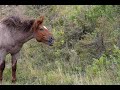 North Dakota Wild Horses at TRNP