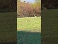 #hasen#nature #wildlife #fellbach#tavşan wenn euch das kurze Natur Video gefällt bitte abonnieren 🙏