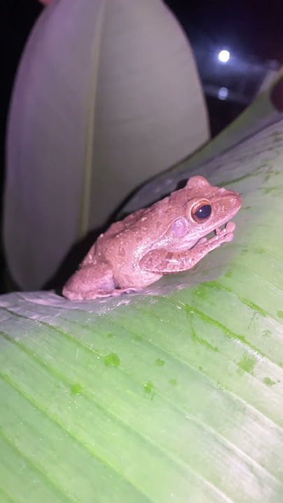 Look at frog so funny when you catch to play l funny catch frog #shorts #usa #usashorts #shortsfeed