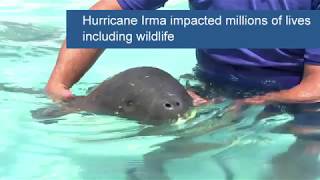Hurricane Irma Rescue Story | SeaWorld Orlando