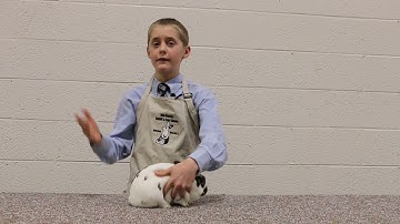 Rabbit Showmanship