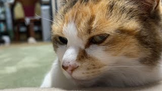 ミー子姐さんの眼差し。