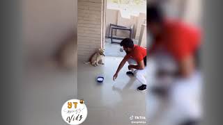 Funny and cute labrador & golden retrievers compilation 3