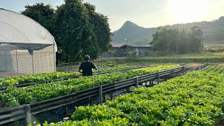 EP.18 ตัดผักส่งท้ายฤดูร้อน ขยายบ่อลูกปลาแรด   |Thailand Lifestyle