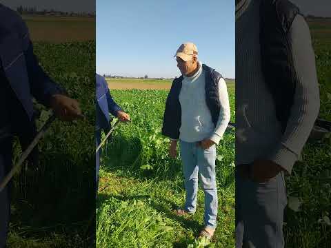 الفيزوز المغربى ابن العم رغمة هجرت لمدينة مزال عندو ما يقول مع اللافووووو
