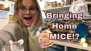 Bringing home SEVEN Female FANCY MICE!?!? by K.B's World of Pets 9,465 views 2 years ago 13 minutes, 9 seconds