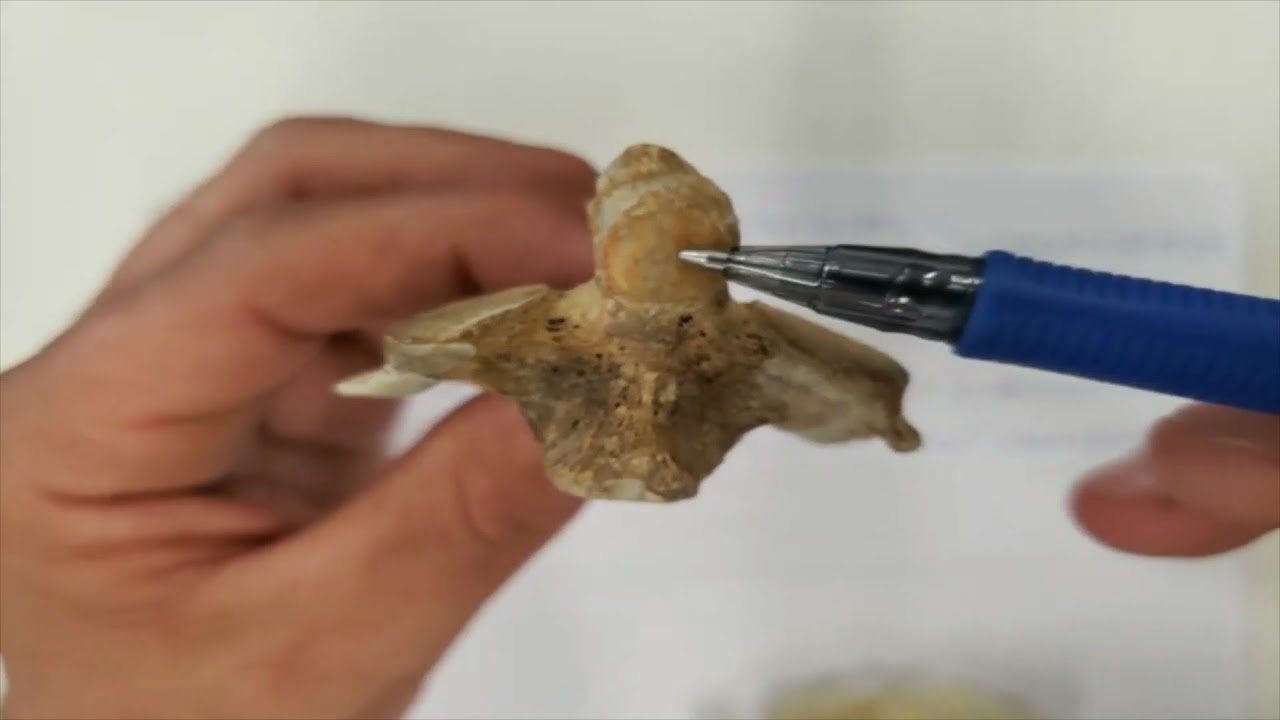 VÍDEO AULA PRÁTICA DA COLUNA VERTEBRAL PARTE 2 - ACIDENTES ÓSSEOS DAS VÉRTEBRAS POR REGIÃO