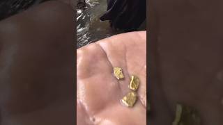 GOLD NUGGETS FOUND~BIGGEST GOLD NUGGET #goldnugget #puregold #goldprospecting #survivalskills #gold