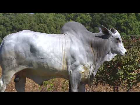 LOTE 71 - 7398 | 42º MEGA LEILÃO ANUAL CARPA TOUROS