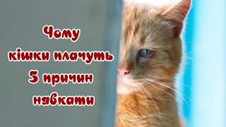 Чому Кішки Плачуть 5 Причин Нявкати  Why Cats Cry 5 Reasons Why Cats Meow