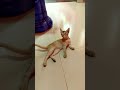 à à à à à à à à à à à à à à à à à à à à à à à à à à à à à à à à à à Youtubeshorts Shortsvideo Shortvideo Trending Cat à à à à à à à à à à à à à à à à à à à à à à à à à à à à à à à à à à Youtubeshorts Shortsvideo Shortvideo Trending Cat