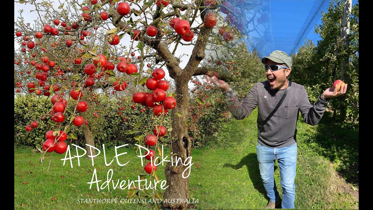 Stanthorpe Apple Picking Adventure YouTube