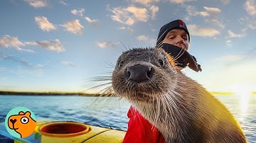 Rescued Otter Climbs Onto Man’s Kayak To Say “Hi” | Cuddle Buddies