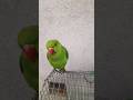 magic parrot 🦜 #birds #talkingparot #parrot #cute 🦜