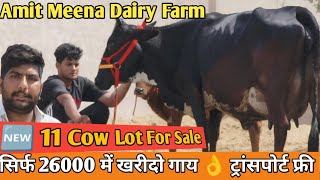 25 Letter Milk 👍 फुल गारंटी के साथ 👌 11 Sahiwal Rathi Jersey Cross Cows For Sale Meena Dairy Farm