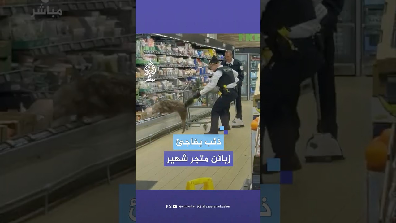 فاجأ الجميع.. محاولة إخراج ذئب مختبئ بين أرفف الطعام داخل متجر شهير في مدينة شيكاغو الأمريكية.