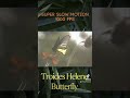 Super Slow Motion 600 Fps of a Tropical butterfly #ember #butterfly