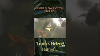 Super Slow Motion 600 Fps of a Tropical butterfly #ember #butterfly